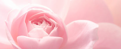 Floral Crush - Blackcurrant Blossom