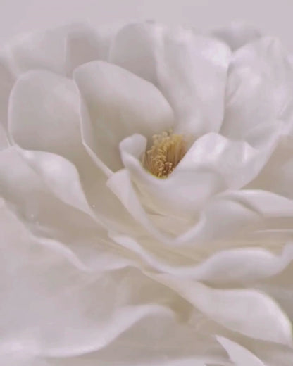 Queen Eau De Parfum For Women - #BottledFresh